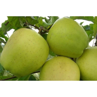 Jabłoń kolumnowa KOSZTELA z doniczki
